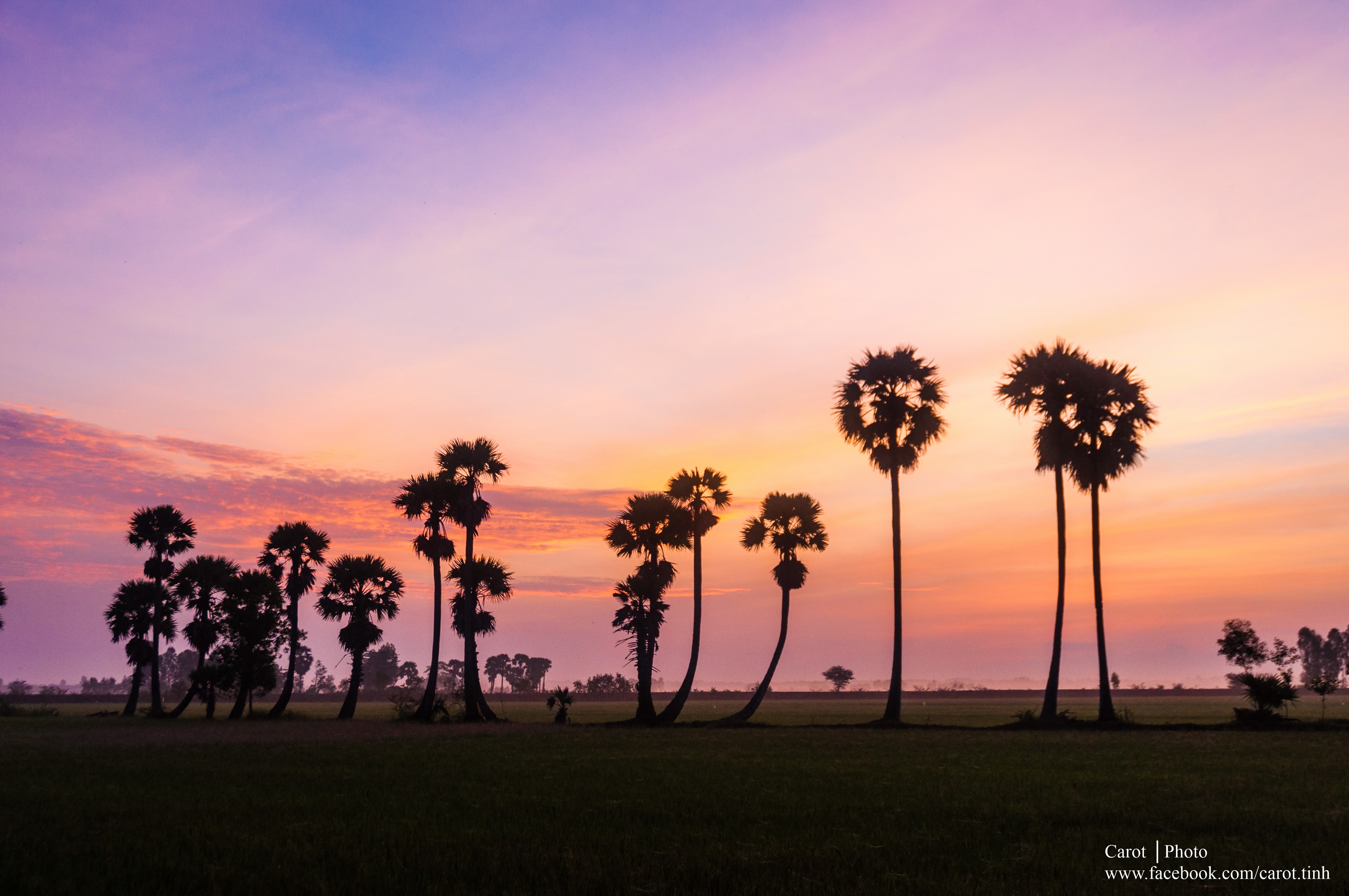 Bình minh trên cánh đồng Thốt Nốt - Tri Tôn, An Giang.
