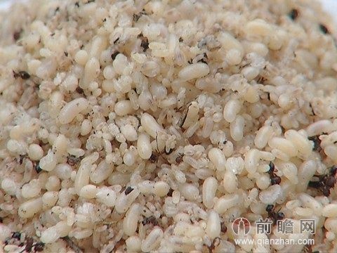 Trứng kiến có hàm lượng protein và vitamin rất cao.