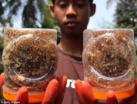 Một trong các sản phẩm từ trứng kiến.