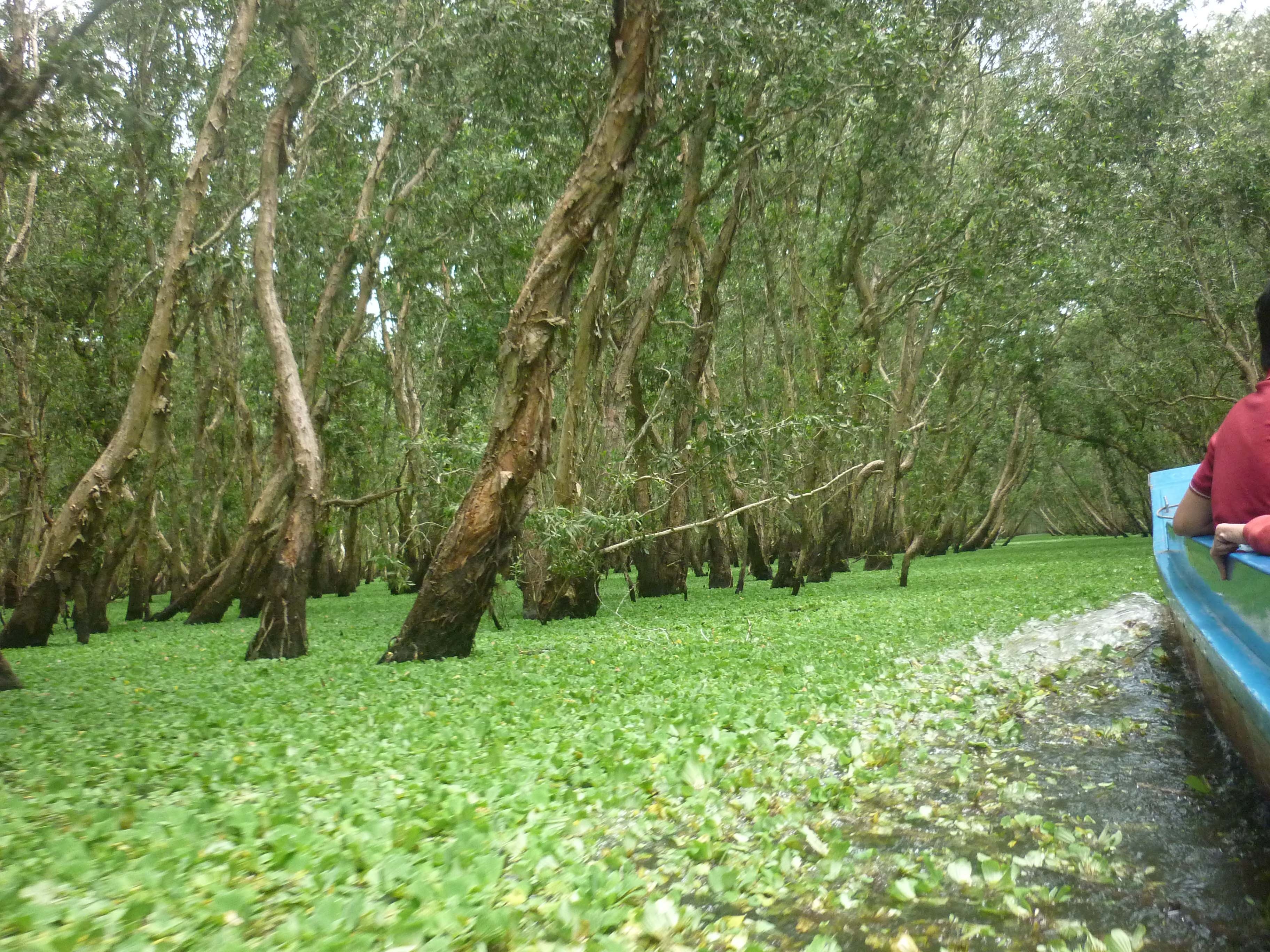 Trên đường vào rừng chim.