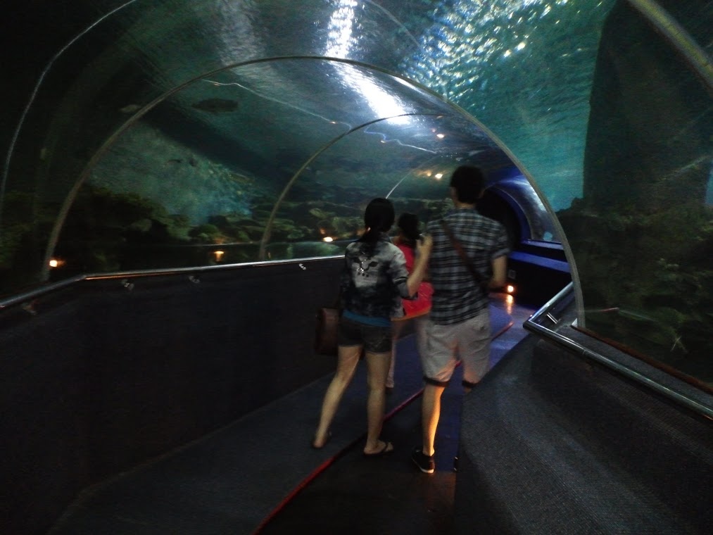 Chiêm ngưỡng Thủy cung Vinpearl với các loài sinh vật biển trong lòng đường hầm di chuyển bằng thang cuốn.