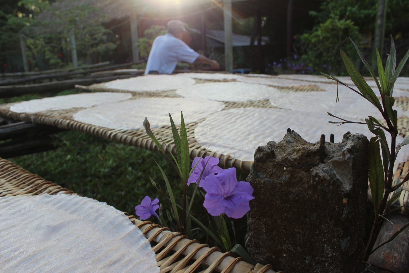 Những bánh hủ tiếu vừa ra lò sẽ được tắm những tia nắng sớm.