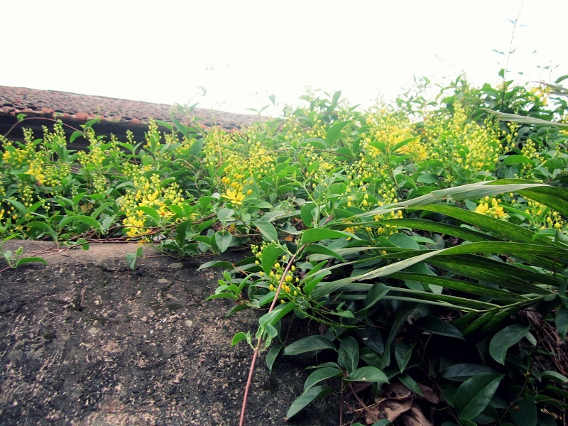 Hoa vàng làng cổ.