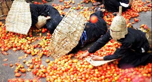 Cảnh tượng lễ hội cà chua ngày 19/11. (Ảnh: THX)