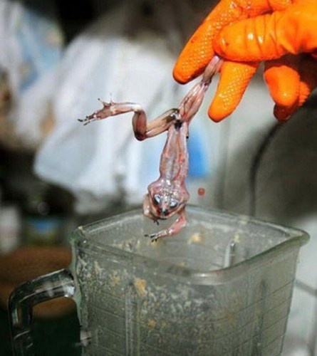 Tuy nhiên để có được lợi ích từ loại đồ uống này, nguyên liệu phải thật tươi sống. Chú ếch đáng thương chỉ bị đập chết, lột da trước khi đưa vào máy xay.