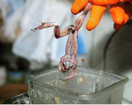 Can canh che bien mon sinh to ech giai nhiet hinh anh