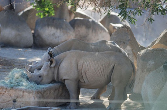 Vườn bách thú (Mỹ): Hãy mau đến Vườn bách thú rừng San Diego, chợp mắt trong tiếng bước chân cả voi, mở mắt chào bình minh với hươu cao cổ.