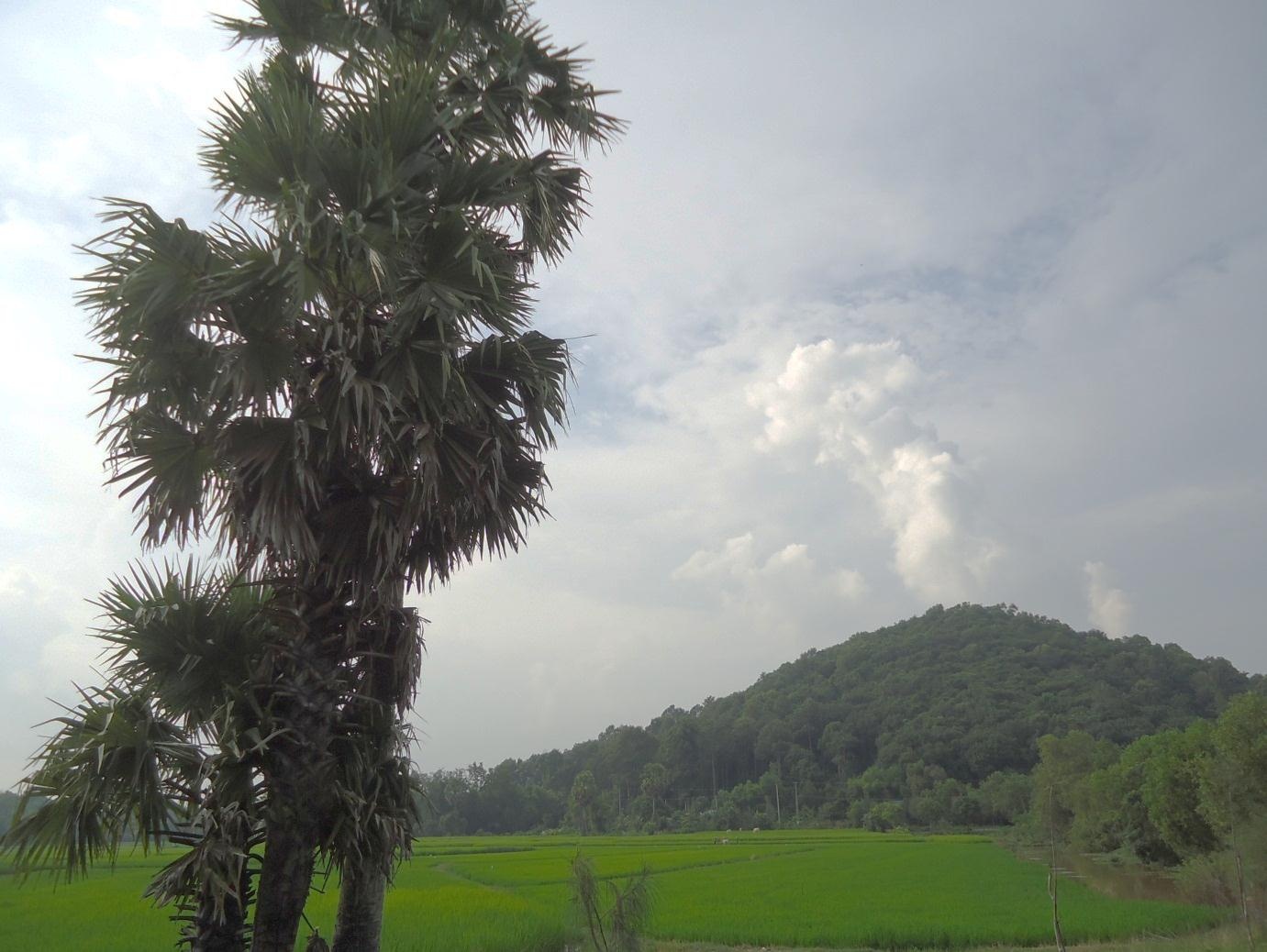 Thắng cảnh núi Đá Dựng và rặng cây Thốt Nốt.