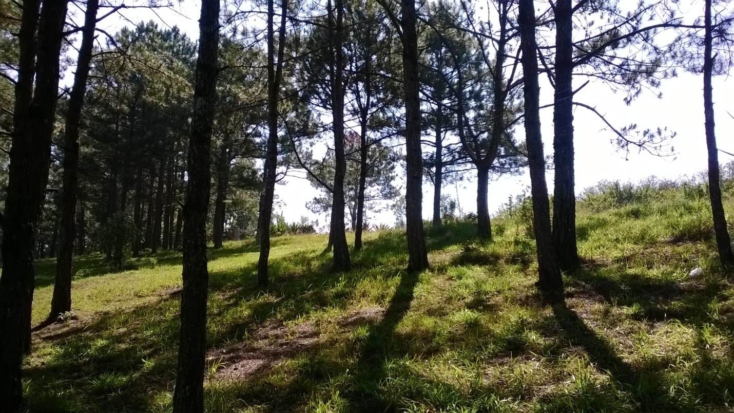 Dọc đường đi không thể rời mắt khỏi những tán thông  hòa vào cùng ánh nắng nhẹ nhàng, ấm áp làm tôi vô cùng dễ chịu và trong lòng cảm thấy bình yên lạ quên đi bao nhiêu là phiền muộn. Cũng từ đây một tình yêu Đà Lạt đã len lói trong tôi đến tận bây giờ cũng như câu hát mãi ngân nga “ Đứng trên triền dốc nhìn xuống đồi thông…”