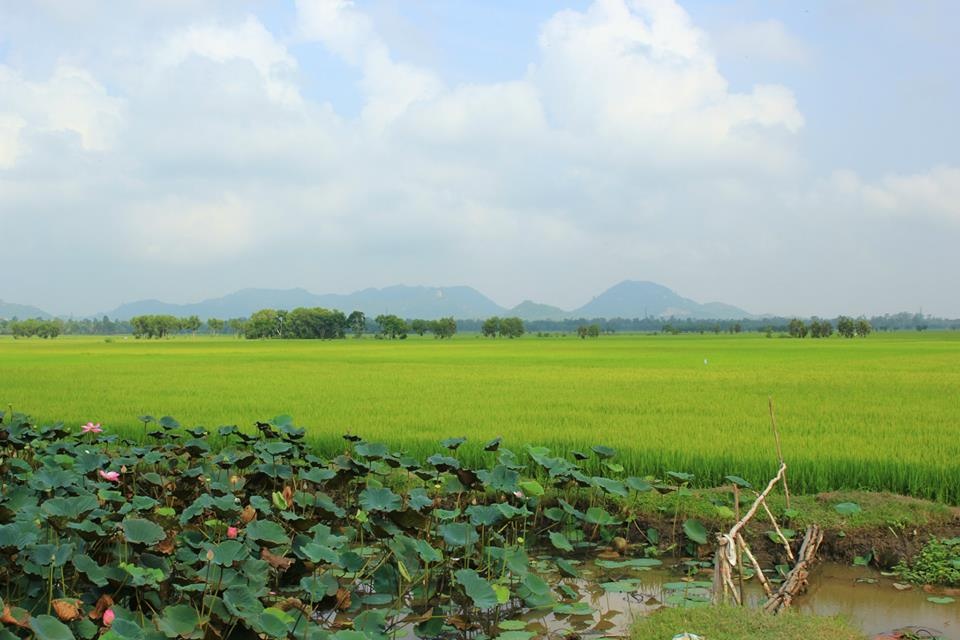 Cánh đồng lúa chín vàng bên đầm sen hồng rực rỡ.