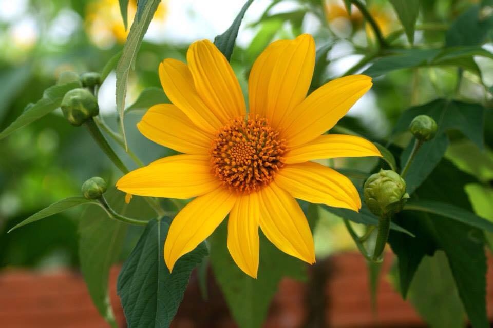 Da Lat va buoi trua that la hinh anh