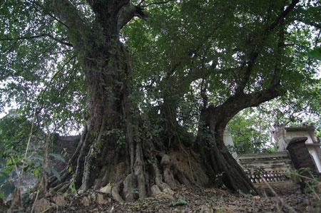 Cay go nghien nghin tuoi duoc cong nhan Cay di san Viet Nam hinh anh