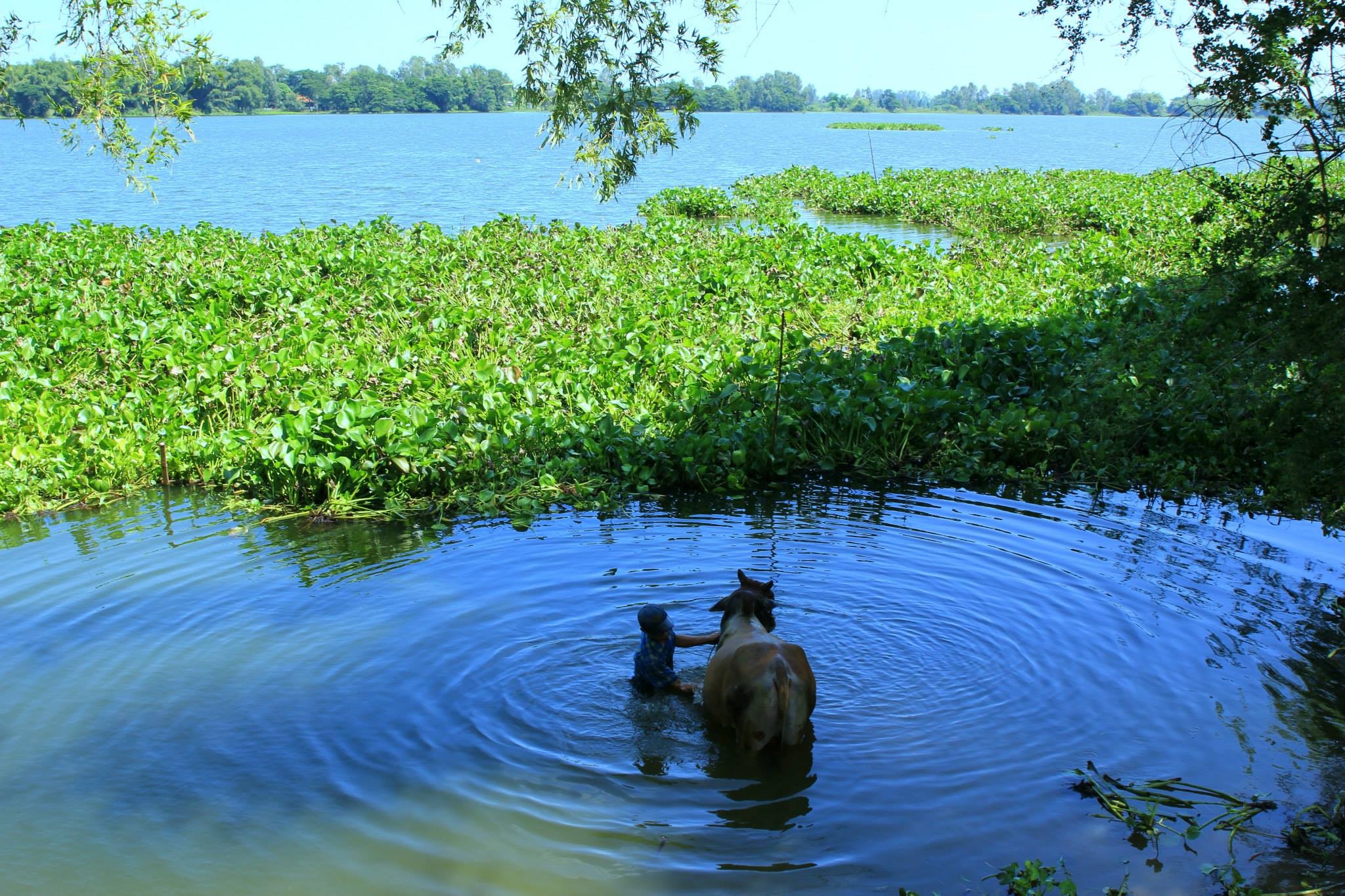Cậu bé tắm mát cho chú bò yêu dấu của mình.