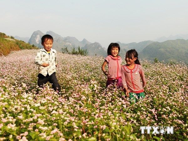 Lao Cai trong them 30ha hoa tam giac mach hinh anh