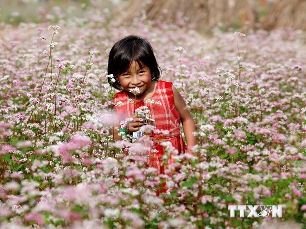 (Ảnh: Lâm Khánh/TTXVN).