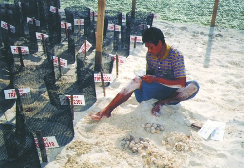 Đôi vợ chồng nhân viên Trung tâm Nghiên cứu Rùa biển