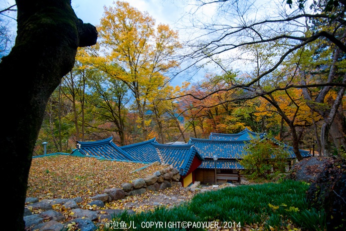 Hơn 1300 năm trước, giống trà được mang từ Trung Quốc về Hàn Quốc, trồng tại Chùa này.