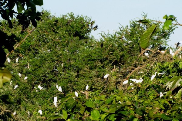 Một góc trong Sân chim Bạc Liêu.