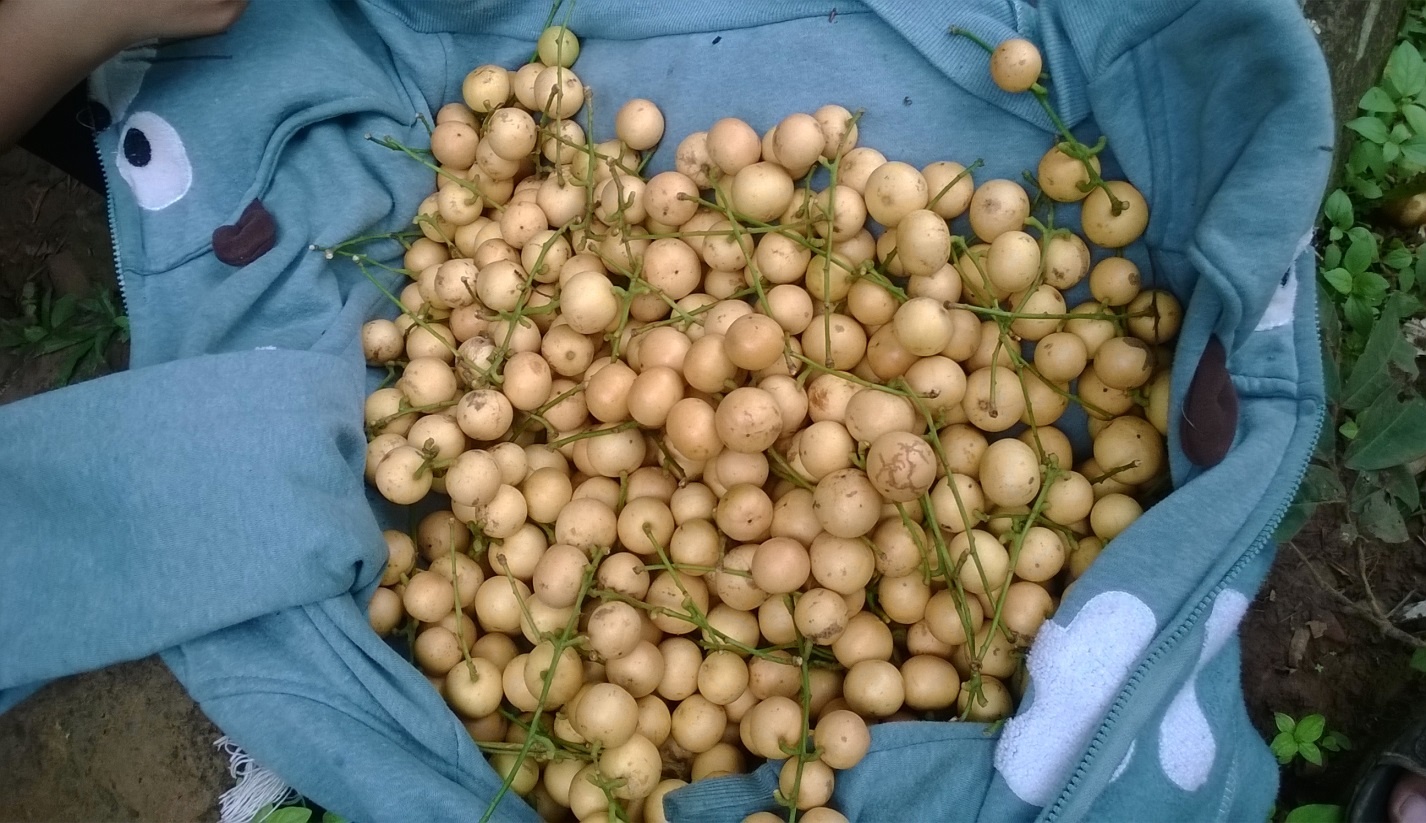 Hoa quả trên núi Bà.