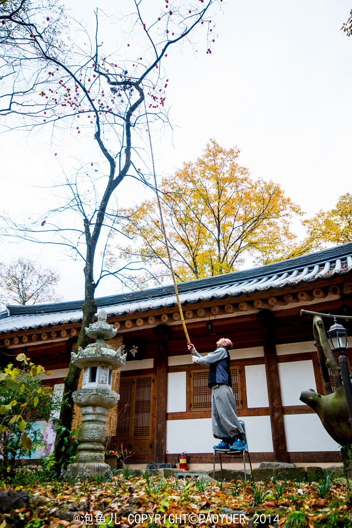 Một tăng sư đứng trên một chiếc ghế, ngẩng đầu, tây cầm một chiếc gậy dài, trẩy quả hồng. 