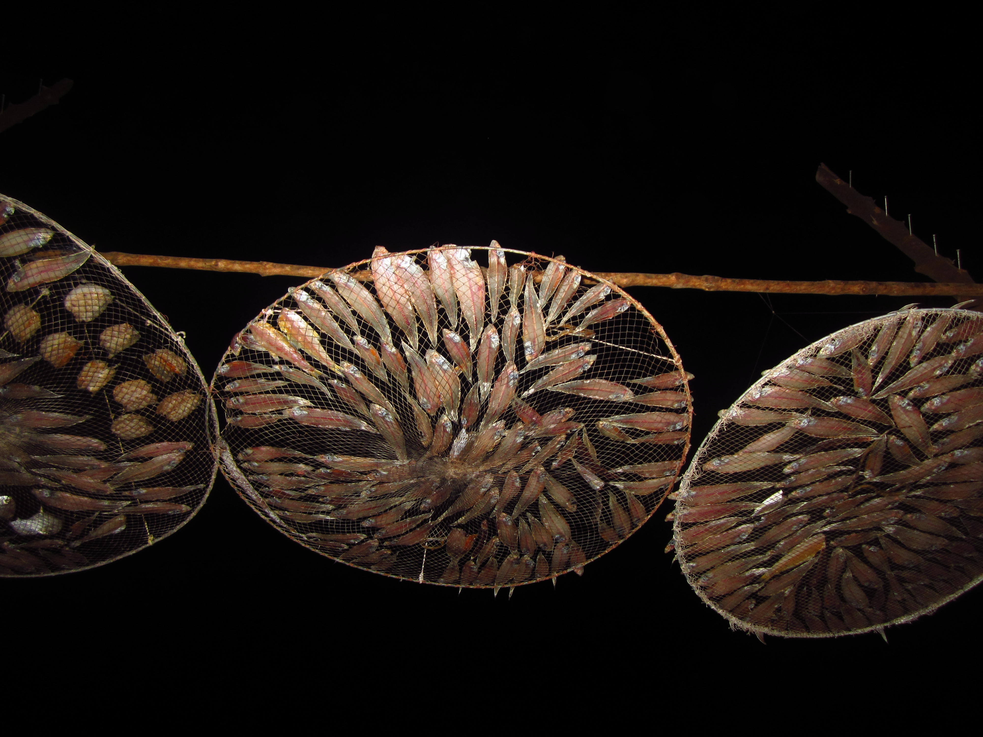 Trời đổ tối, tôi đi ngược vào chợ đất mũi, xuyên qua xóm làng và cảm nhận một vùng quê yên bình, đâu đó có tiếng trẻ con khóc, gặp vài chú đang ngồi trước cửa nhậu mấy con khô, lề bên phải là nhà dân, lề trái là rừng ngập mặn, thi thoảng lại gặp những cái giàn phơi cá khô, chắc là để ăn chứ ít vầy có đâu bán. 