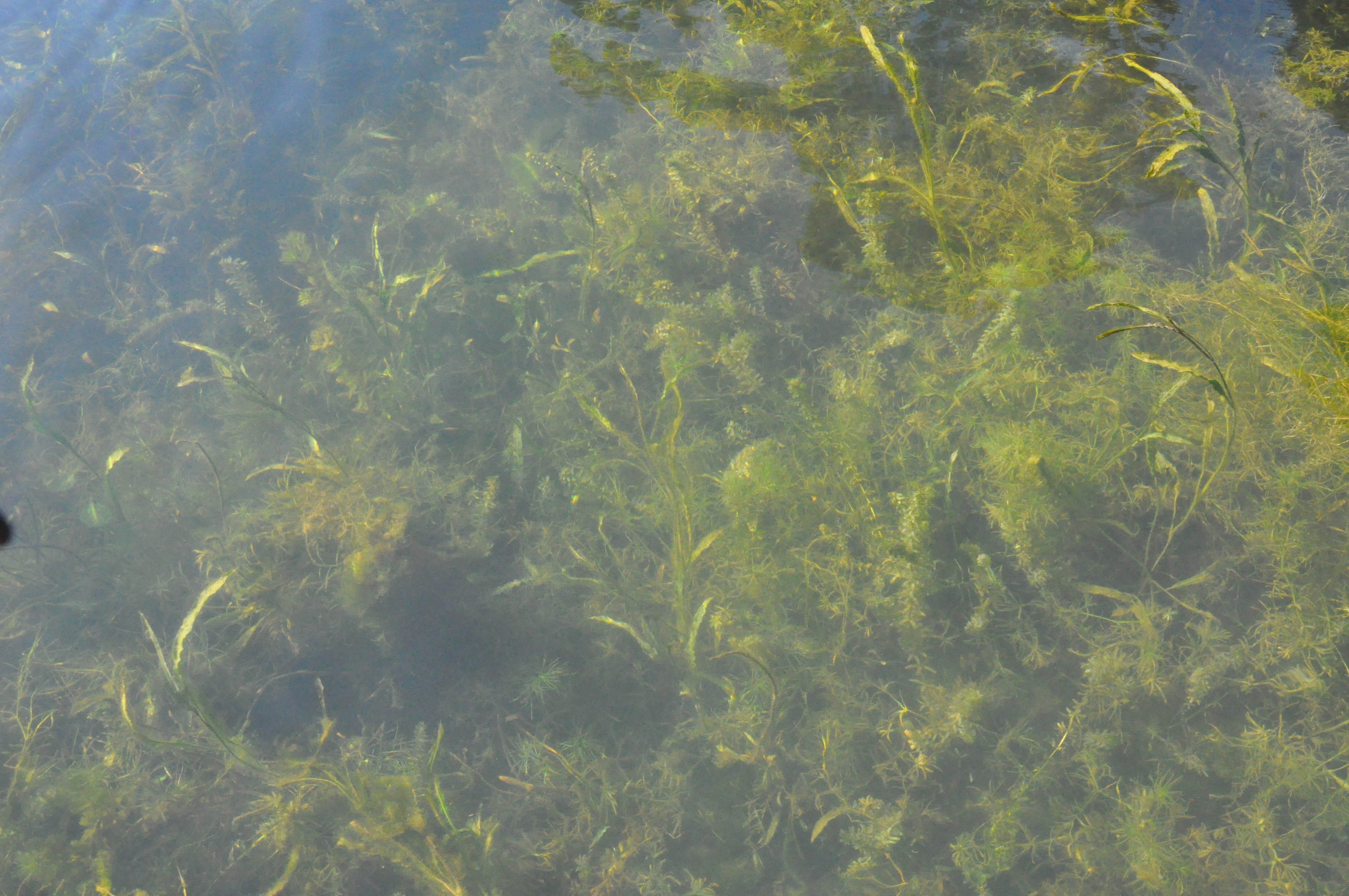 Nước trong vắt có thể nhìn thấy cả đáy.