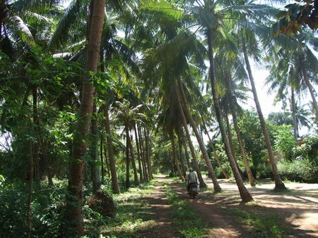 Chúng tôi nghỉ ngơi trên chiếc võng mắc trên những hàng dừa xanh mướt, thưởng thức hương vị ngọt ngào thanh mát của nước Dừa Xiêm Xanh, và một giấc ngủ trưa ngon lành.