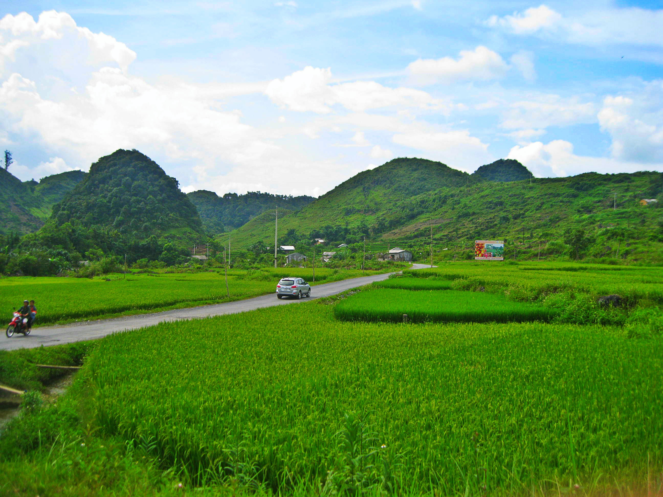 Những dải lúa xanh trên thềm núi đá.