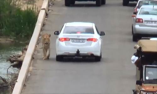 Chú sư tử thản nhiên bách bộ trên cầu.
