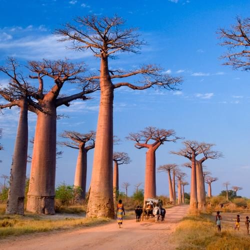 Đại lộ Baobabs (Đảo Madagascar): Đại lộ cách cảng Morondava 45 phút ô tô, là nơi tuyệt đỉnh để chụp ảnh mặt trời lên xuống. 