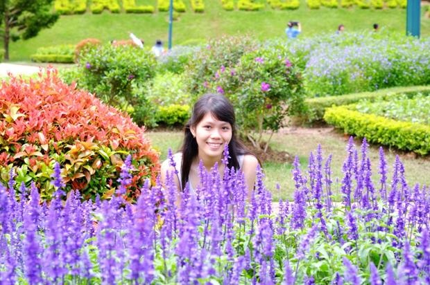 Một loài hoa màu tím…