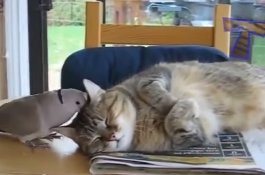 Khoanh khac hai huoc cua dong vat hinh anh