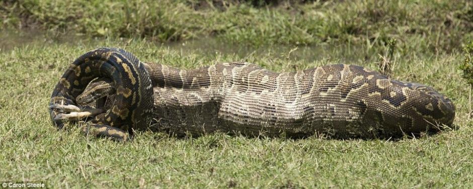 Trong ảnh là con linh dương xấu số bị trăn dài 4.6m nuốt sống.