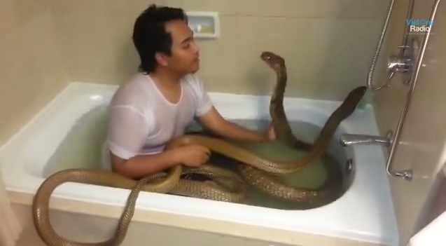 Thanh nien tam chung voi hai ran ho mang chua hinh anh