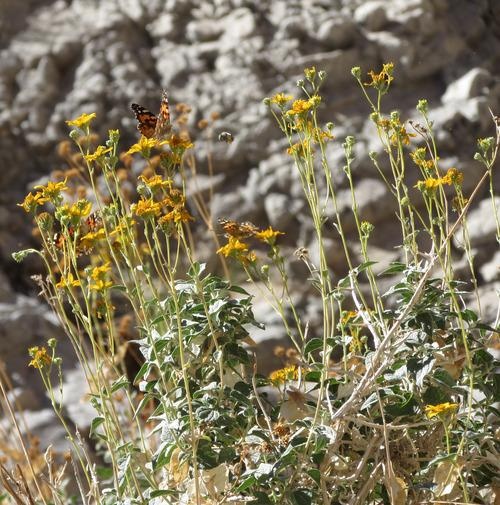 Lên tới đỉnh Fall Canyon, du khách sẽ được chiêm ngưỡng cảnh thiên nhiên lớn lao hùng vĩ đến ngẹt thở. Nơi đây có thể chụp được những bức ảnh ở các góc độ tuyệt vời. 