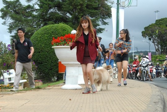 Xem cho to 65 kg dieu hanh o Da Lat hinh anh