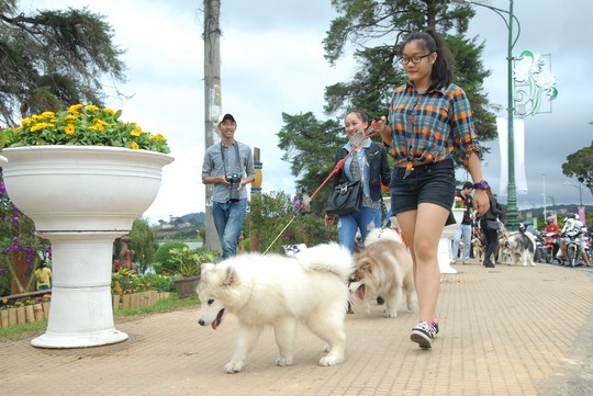 Chú chó nhỏ nhất cũng phải nặng 30 kg, lớn nhất lên tới 65 kg. Theo những người nuôi chó, có con trị giá cả 100 triệu đồng, được nuôi dưỡng theo chế độ đặc biệt, khẩu phần ăn mỗi ngày không dưới 200.000 đồng. Những con chó cái ngoan, hiền được dắt đi đầu để đàn chó đực theo sau