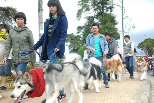 Khi vừa vào cuộc diễu hành, chúng đi khá nề nếp.