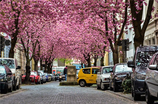 Đường Anh đào (Bonn, Đức): Đường Heerstrae trùm kín bởi hoa anh đào rực rỡ. Cứ đến mùa xuân, nơi đây lại nườm nượp du khách đến ngắm hoa. 