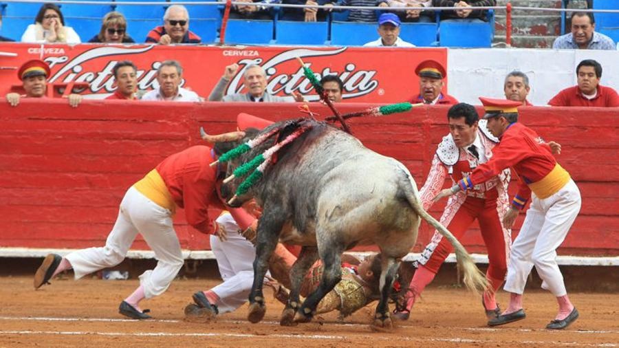 4 nhân viên xông vào cứu cũng đều bị chú bò gây thương tích, trong đó có một người nguy hiểm đến tính mạng. 