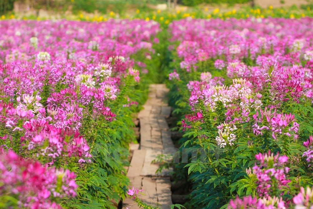 Giữa những luống hoa, chủ vườn bắc những chiếc cầu nhỏ để tiện đi lại.