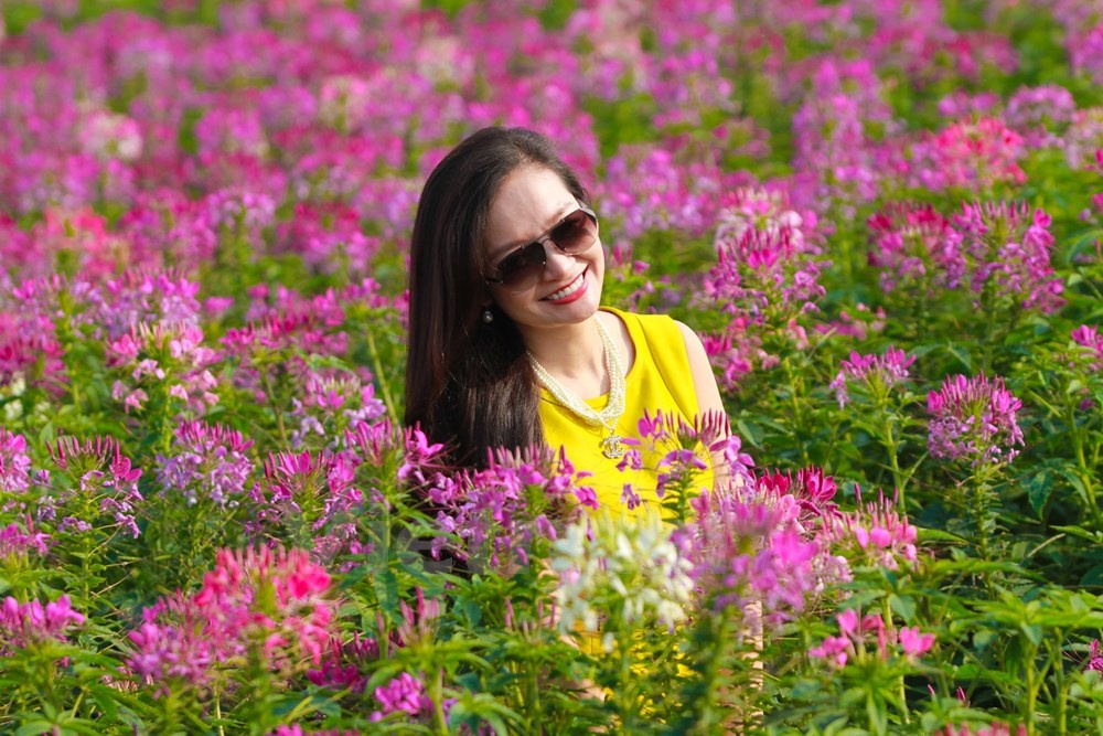 Gioi tre me chup anh canh dong hoa tuy diep ven Ho Tay hinh anh