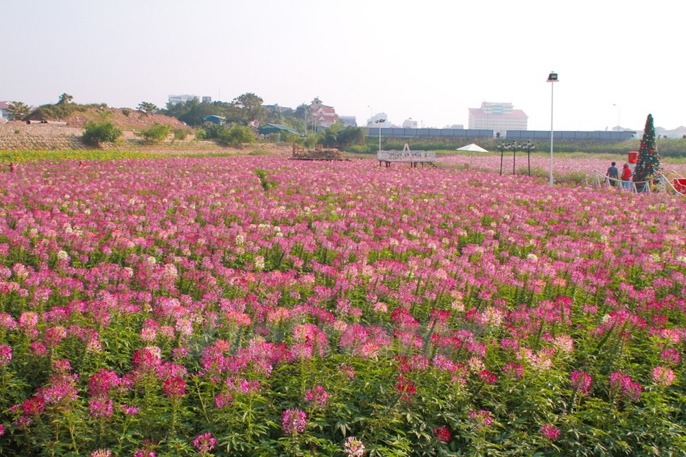Hoa Túy điệp có tên khoa học là Cleome spinosa, hoa màu hồng phấn có lẫn tím và trắng, ưa nắng và không chịu được lạnh.