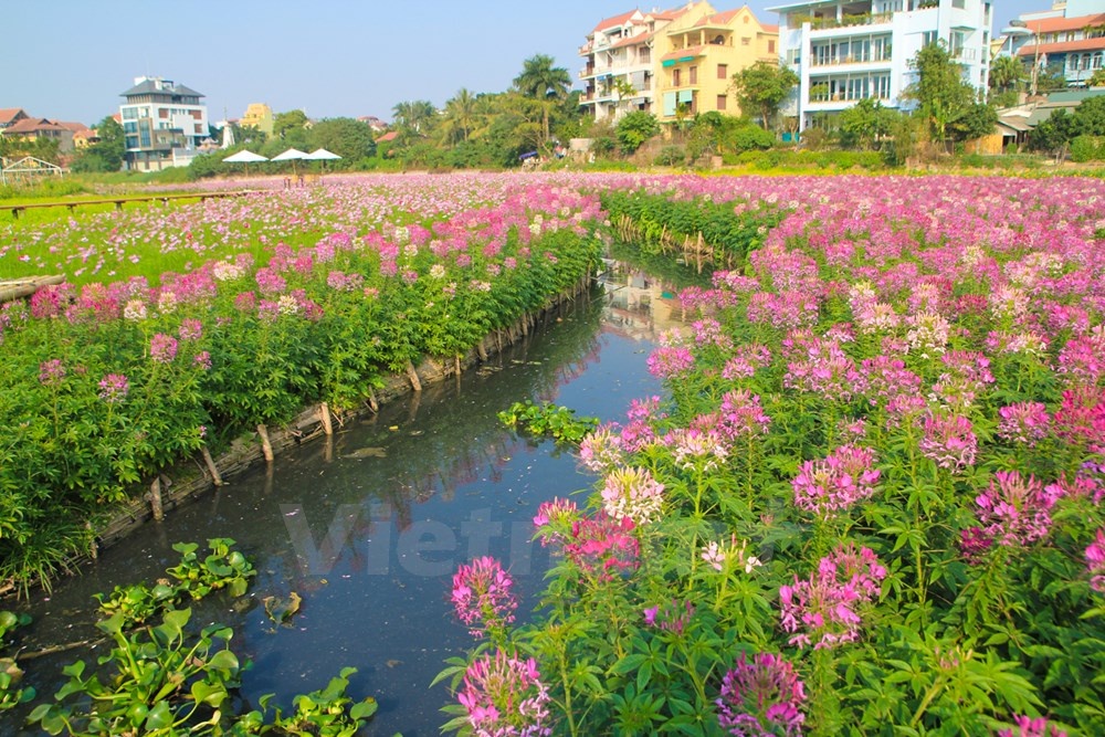 Cánh đồng hoa rộng ngút ngàn này thực chất là một hồ sen, khi nào cạn nước thì trồng hoa, hết mùa hoa thì bơm nước, vào, sen sẽ tự lên.