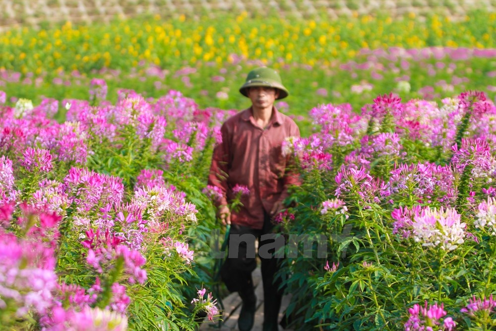 Loài hoa này có tên khác là Phong điệp thảo, nghĩa là những cánh hoa lay nhẹ trong gió tựa như đàn bướm bay lượn.