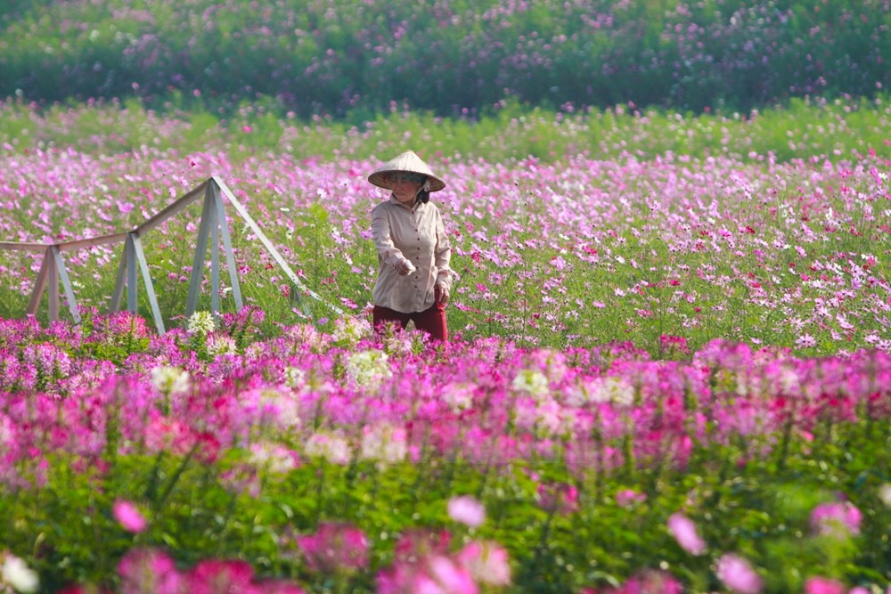 Theo lời chủ vườn hoa, loại hoa này chỉ trồng thời vụ, sống lâu nhất chỉ một tháng, sau đó lại thay hoa mới. Đầu tư rất tốn kém mới được cánh đồng hoa như vậy.