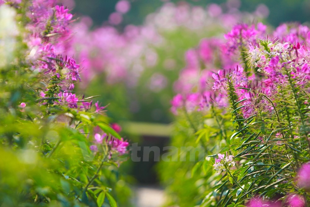 Để được vào chụp, khách tham quan phải mất phí là 50 ngàn đồng/lượt. Cuối tuần có hàng ngàn khách đổ về đây thưởng lãm và chụp ảnh hoa.