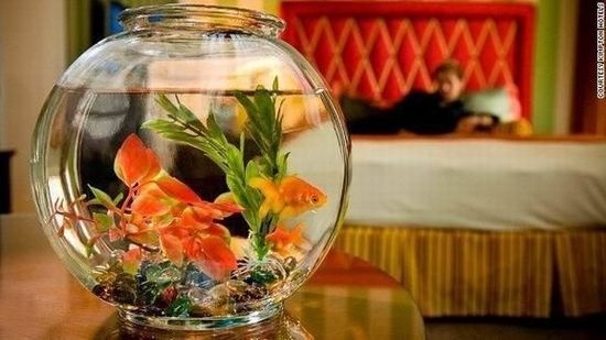 Thú cưng cá vàng, chuỗi khách sạn Kimpton: Theo kết luận thí nghiệm của các nhà khoa học, cá vàng trong khách sạn này có thể giúp bạn thư giãn thần kinh, giảm huyết áp, bớt lo lắng,... Còn nếu vẫn thấy mệt, bạn có thể tham gia lớp yoga của khách sạn. 