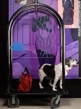 Bác sĩ tâm lý thú y, khách sạn Deluxe (Mỹ): Nếu chẳng may thú cưng của bạn bị mệt trong những ngày bạn ở khách sạn, không lo, đã có các bác sỹ tâm lý thú y sẵn sàng chăm sóc, chữa trị. 