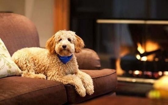 Bác sĩ tâm lý thú y, khách sạn Deluxe (Mỹ): Dịch vụ tương tự còn có ở các khách sạn Max, Murano, Lucia, Preston.